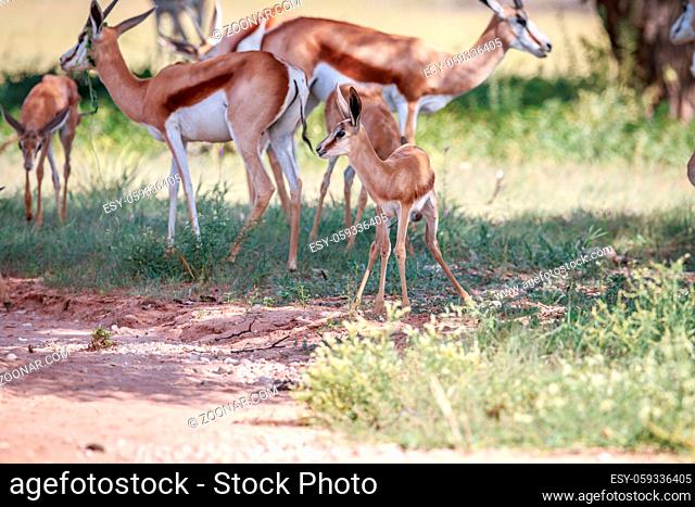 Baby Springbok with a herd of Springbok in the Kgalagadi Transfrontier Park, South Africa