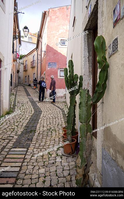 PRODUCTION - 27 October 2023, Portugal, Lissabon: Cacti in pots stand in front of a house in a narrow alley in the Alfama district