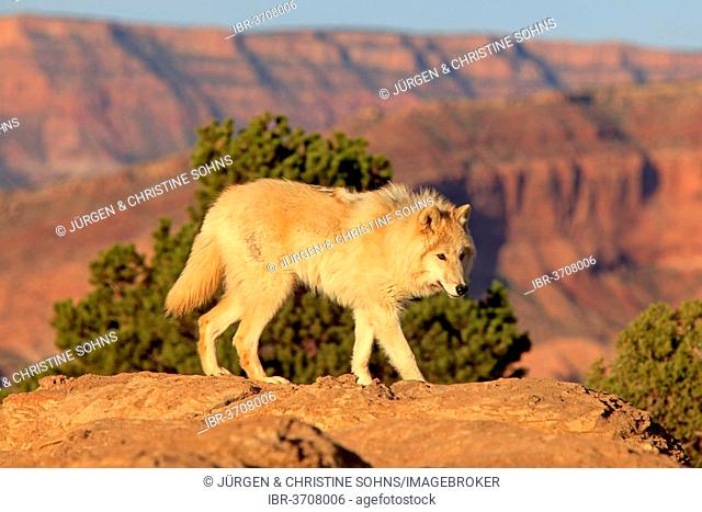 Wolf (Canis lupus), adult, captive, Monument Valley, Utah, United States