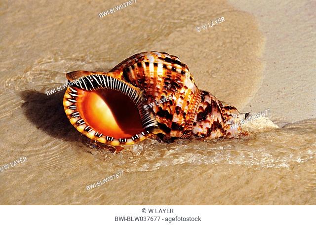 trumpet triton, Pacific triton, giant triton, triton's trumpet Charonia tritonis, snail-shell on the beach, Dominican Republic