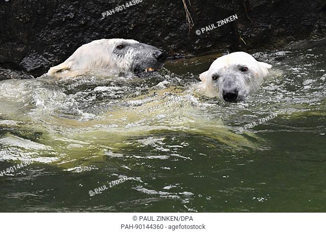 The polar bears Tonja and Wolodja are playing in their enclosure inside the Tierpark zoo in Berlin, Germany, 25 April 2017