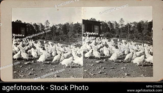Flock of chickens. Additional title: September 1918. Robert N. Dennis collection of stereoscopic views United States States New York Stereoscopic views of New...