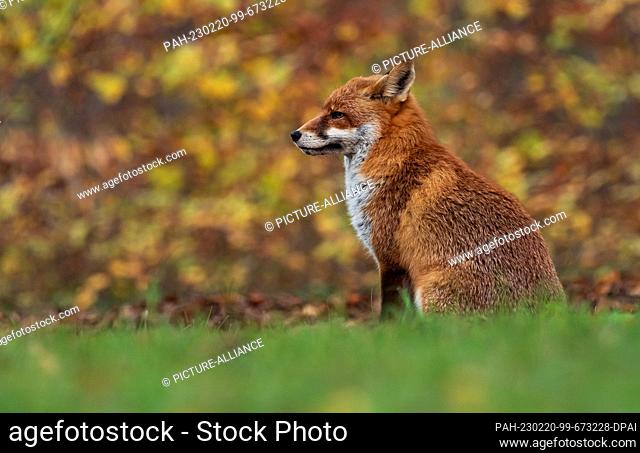 02 November 2022, Berlin: 02.11.2022, Berlin. An old capital fox (Vulpes vulpes), a male animal, sits on a meadow in front of colorful leaves on an autumn day...