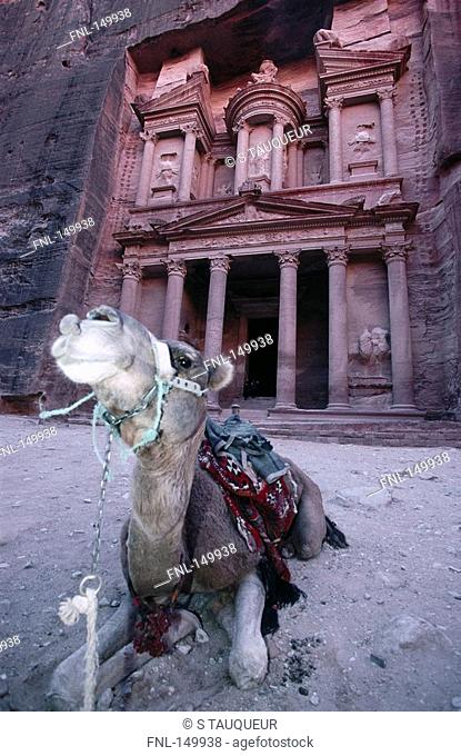 Camel sitting in front of ruins, Petra, Jordan