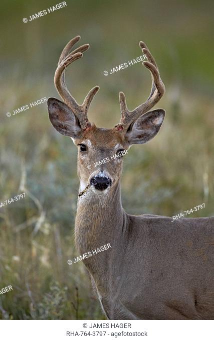 White-tailed deer (whitetail deer) (Virginia deer) (Odocoileus virginianus) buck, Custer State Park, South Dakota, United States of America, North America
