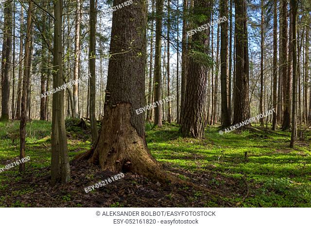 Coniferous stand with spruces and pines with some juvenile hornbeams in spring, Bialowieza Forest, Poland, Europe