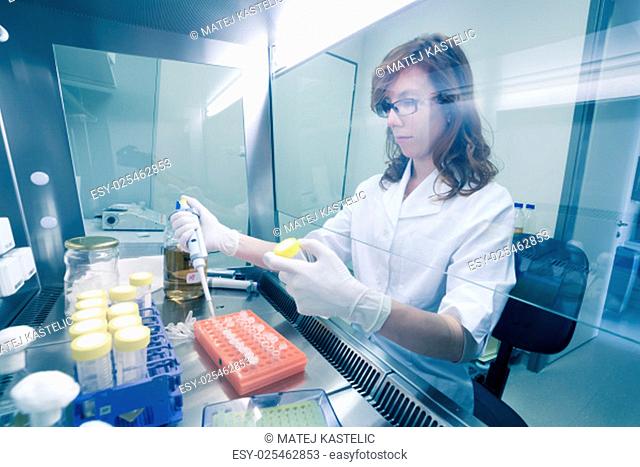 Female life scientist researching in laboratory, pipetting cell culture medium samples in laminar flow. Photo taken from laminar interior