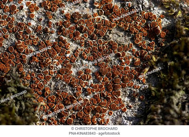 crenulate orange lichen Caloplaca crenularia - Saint-Georges-de-Pointindoux, Vendee, Pays de la Loire, France, Europe