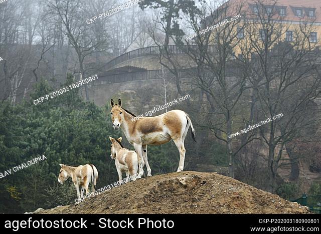 Turkmenian Kulan (Equus hemionus kulan) enjoy unusual quietness in the Plzen Zoo, Czech Republic, on Wednesday, March 18, 2020