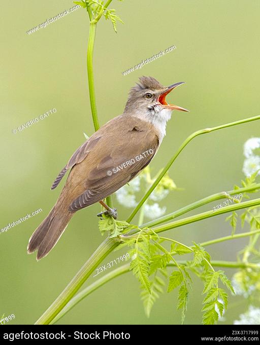 Great Reed Warbler (Acrocephalus arundinaceus), side view of an adult singing from a stem, Campania, Italy
