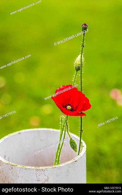 isolated poppy flower grows from a tube