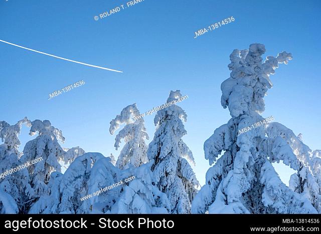 Germany, Baden-Wuerttemberg, Black Forest, snow-covered fir trees at the Hornisgrinde