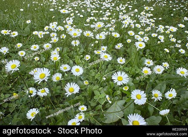 Texture of daisies in a spring garden with wide-angle shot