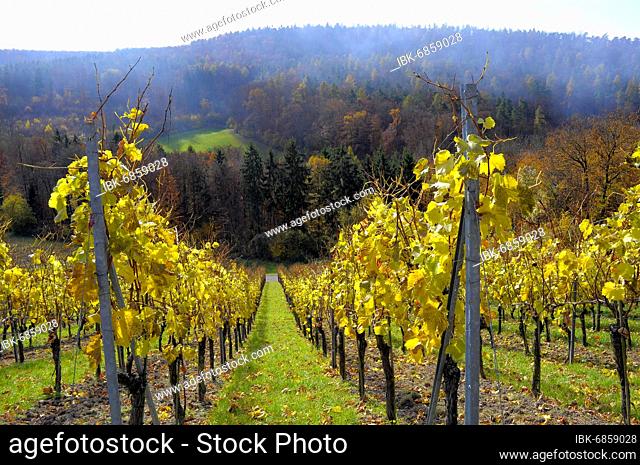 Colourful vineyard in autumn near Oberderdingen, colourful white vines, fog, autumn forest
