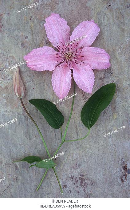 Pale pink and white flower with stalk of Clematis Hagley hybrid lying with flowerbud on marbled slate