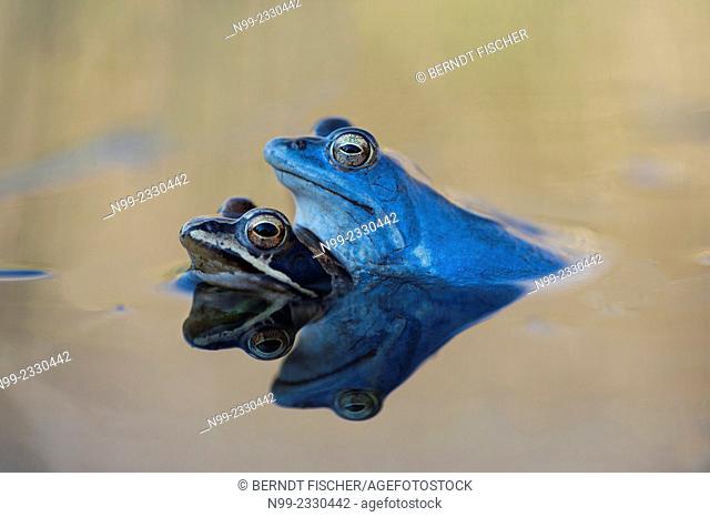 Moor frogs (Rana arvalis) mating, Bavaria, Germany