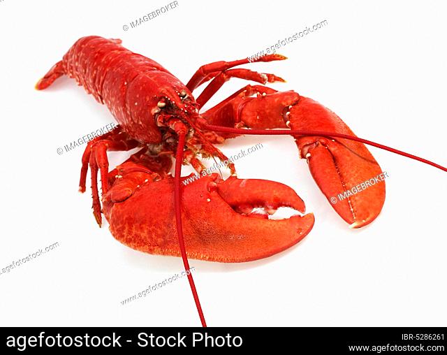 Boiled Lobster (homarus) gammarus against White Background