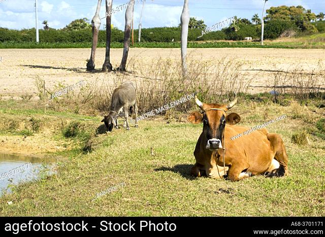Cow, Cuba