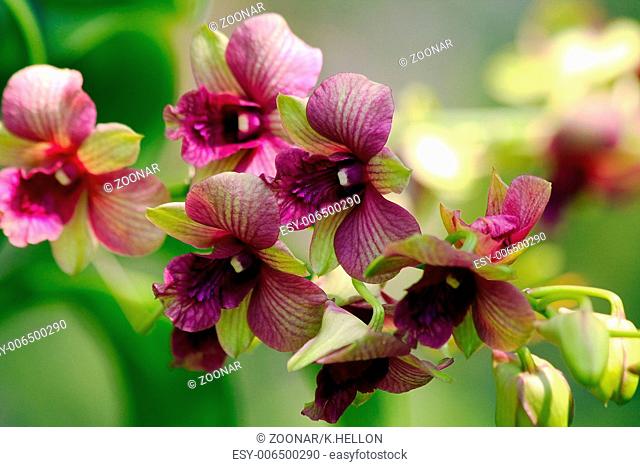 Purple and green orchids