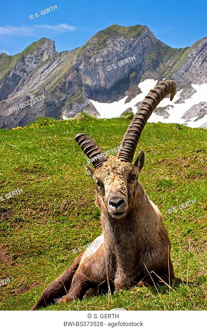 Alpine ibex (Capra ibex, Capra ibex ibex), ibex in the Suisse Alps, broken off horn, Switzerland, Alpstein, Saentis
