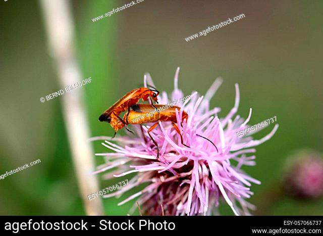 Two beetles mating on a milk thistle