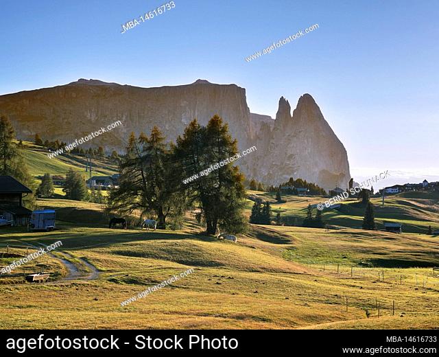 Alpe di Siusi with view of the Sciliar in the low evening sun