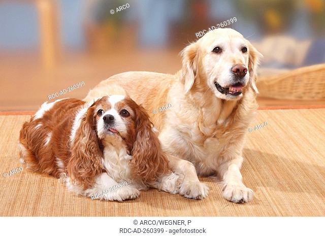 Cavalier King Charles Spaniel Blenheim 9 Years Old And Golden Retriever 12 Years Old Stock Photo Picture And Rights Managed Image Pic Rdc Ad 260399 Agefotostock