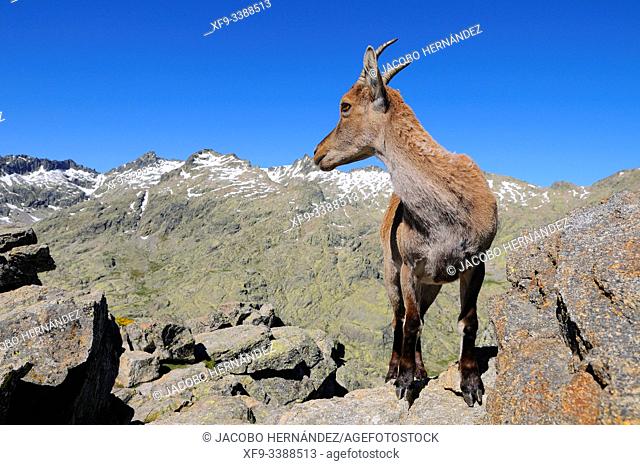 Spanish ibex (Capra pyrenaica victoriae). Female. Sierra de Gredos Natural Park. Avila province. Castilla y León. Spain