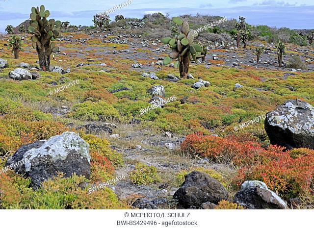 Galapagos prickly pear cactus (Opuntia echios), tree opuntias with iceplants, Sesuvium portulacastrum, Ecuador, Galapagos Islands, Plaza Sur