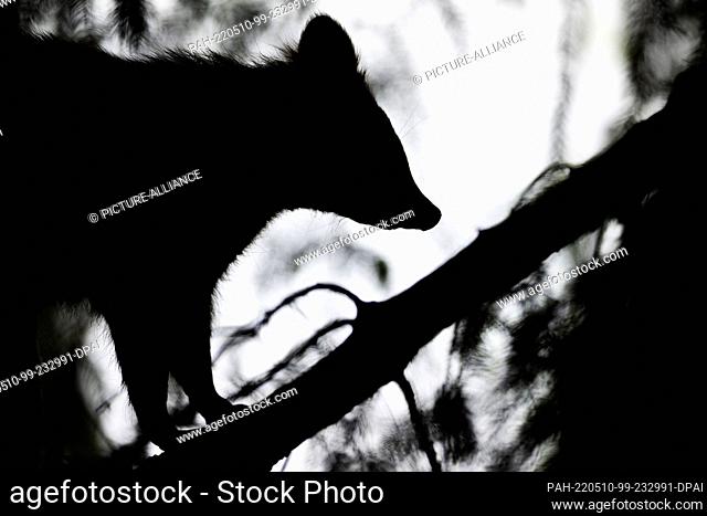 10 May 2022, Lower Saxony, Neuhaus Im Solling: A raccoon climbing a tree. Raccoons released in the 1930s at Lake Edersee in northern Hesse have multiplied...