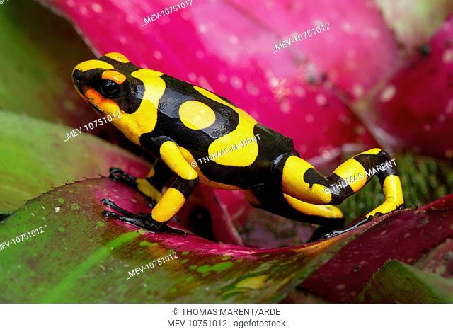 Harlequin Poison Arrow / Dart Frog - on bromeliad (Oophaga histrionica)