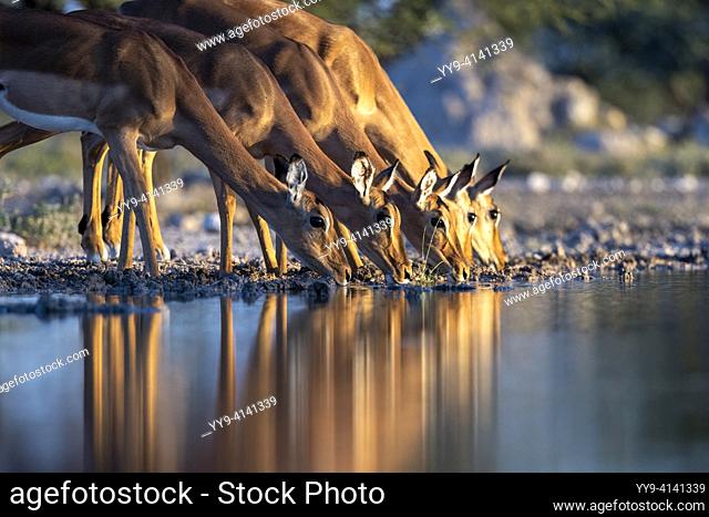 Impala (Aepyceros melampus) drinking at waterhole at the Onkolo Hide, Onguma Game Reserve, Namibia, Africa
