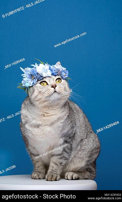 cute british shorthair cat sitting on white stool on blue background wearing flower crown with blue blossoms looking up at copy space curiously