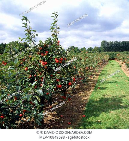 Discovery apple orchard - fruit farm. Kent UK