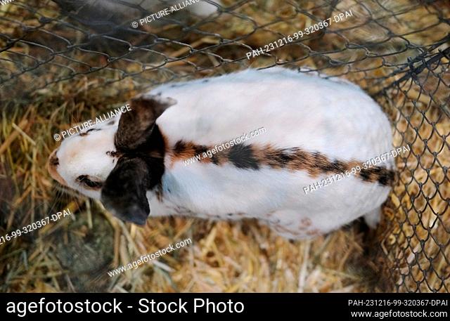 16 December 2023, Saxony, Leipzig: A rabbit of the ""English Pinto"" breed in its cage. The animal is part of the 36th Federal Rabbit Show