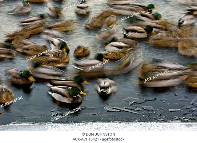 Mallard duck Anas platyrhynchos flock swimming in the open water of Junction Creek in winter, Sudbury, Ontario