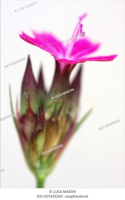 wild violet carnation epilobium parviflorum hirstum sylvestris