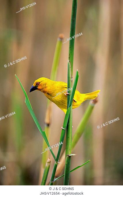 Yellow Weaver, (Ploceus subaureus), adult male on branch alert, Saint Lucia Estuary, Isimangaliso Wetland Park, Kwazulu Natal, South Africa, Africa