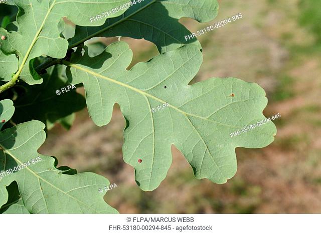 Common Oak (Quercus robur) close-up of leaf underside, growing in woodland, Vicarage Plantation, Mendlesham, Suffolk, England, July