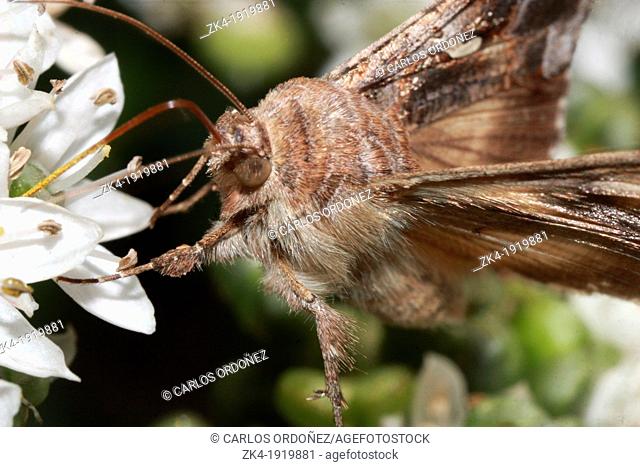 An autographa gamma collecting nectar on a flower at Champ-pittet, 1400 Yverdon-les-Bains, Switzerland