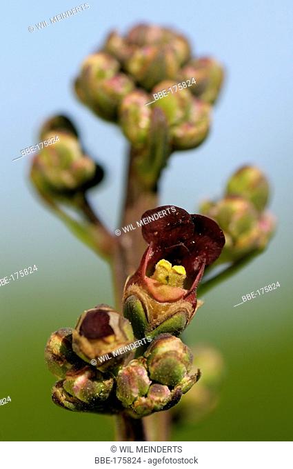 Inflorescence of Water Figwort