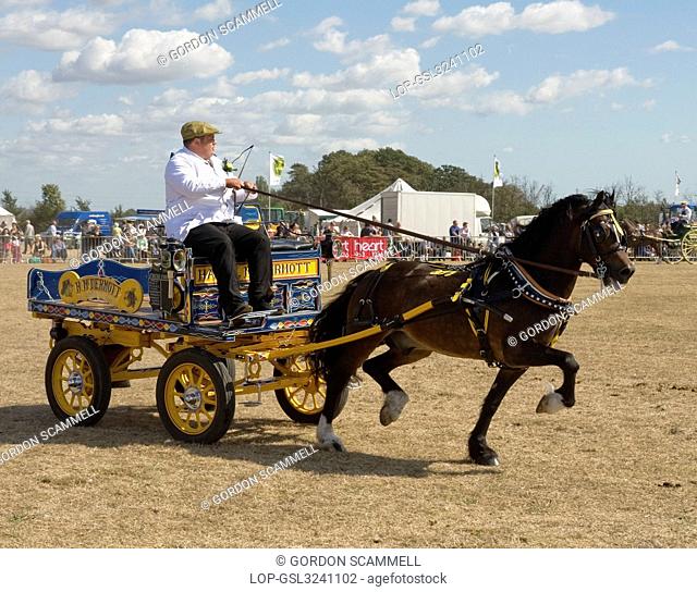 England, Essex, Orsett. A heavy horse single harness display at the Orsett Show, one of the oldest one-day Country Shows in England