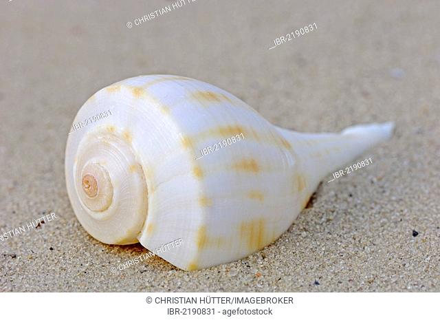 Shell of the Pear Whelk (Busycon spiratum pyruloides), Sanibel Island, Florida, USA