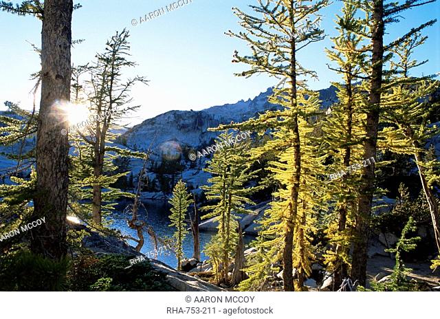 Alpine larch trees Larix lyalli, Enchantment Lakes, Alpine Lakes Wilderness, Washington state, United States of America, North America