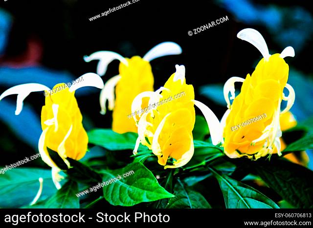 Abstract soft blurred colorful of Pachystachys lutea Nees