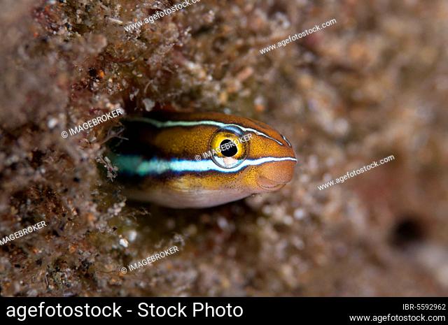 Bluestriped fangblenny (Plagiotremus rhinorhynchos), Other animals, Fish, Animals, Blenny, Blue-striped blenny adult, emerging from