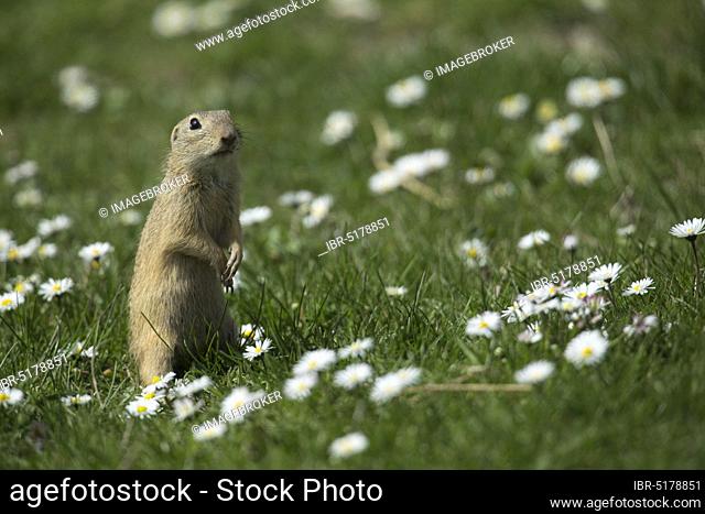 European Ground Squirrel (Spermophilus citellus), European Souslik, Vienna, Austria, Europe