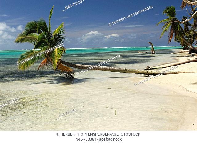 Palm tress in Île aux Nattes (aka Nosy Nanto) island south of Île Sainte-Marie, Madagascar