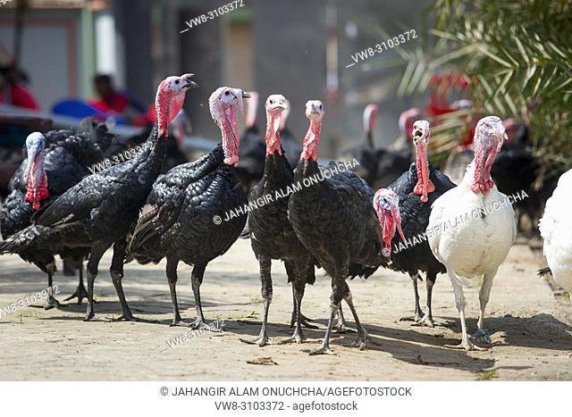Turkey Farm on Savar, Bangladesh