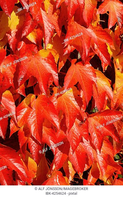 Virginia Creeper (Parthenocissus quinquefolia), autumnal colours, Scania, Sweden